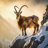 Majestic Ibex Climbing in Stunning Light. Generative AI. photo