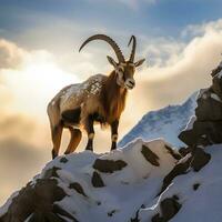 Majestic Ibex Climbing in Stunning Light. Generative AI. photo