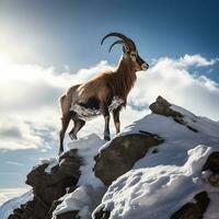 Majestic Ibex Climbing in Stunning Light. Generative AI. photo