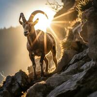 majestuoso cabra montés en un acantilado, maravilloso natural ligero generativo ai fotografía foto