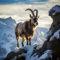 Majestic Ibex Climbing in Stunning Light. Generative AI. photo