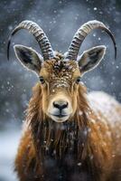 Close-Up Portrait of an Ibex in Winter with Bokeh, Generative AI photo