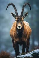 Close-Up Portrait of an Ibex in Winter with Bokeh, Generative AI photo