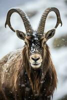 Close-Up Portrait of an Ibex in Winter with Bokeh, Generative AI photo