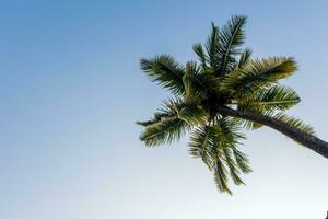 coconut trees palms against the blue sky of India photo