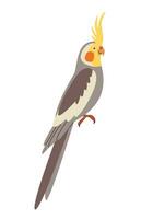 Cockatiel parrot with yellow crest and orange cheek patches. Tropical bird with long tail. Flat vector illustration isolated on white background.