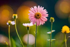 pink daisy flowers in the field. AI-Generated photo