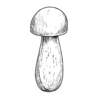 Porcini edible Mushroom. Hand drawn vector illustration of Boletus in black and white colors. Linear drawing of Fungus for menu design or food label. Graphic engraving. Monochrome sketch