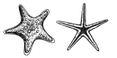 Starfish vector illustrations set. Hand drawn drawing of Star Fish in black and white colors. Undersea sketch of seashell for icon or logo in outline style. Monochrome line art etching of sea shell