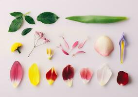 Parts of flower - petals and leaves floral collection. View from above, flat lay photo