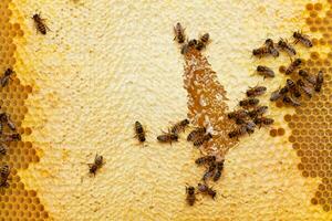 Honey bees on honeycomb at work in hive photo