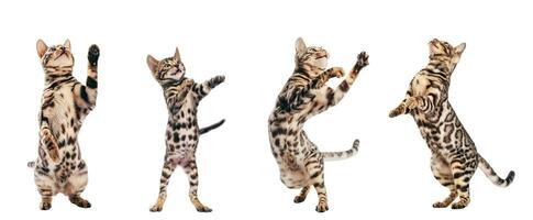 Bengal cat young kittens playing, set isolated on white background photo