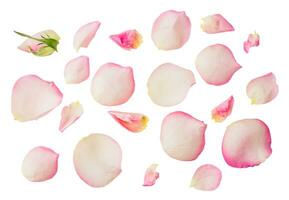 Pink flower petals floral collection isolated on transparent white background photo