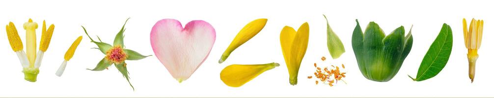 Parts of flower close-up macro collection, set isolated on transparent white background photo