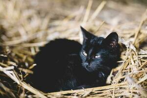 Black cat laying on hay photo
