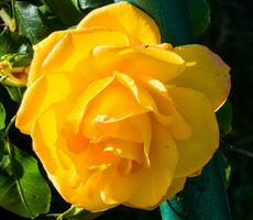 de cerca de amarillo Rosa en un verano jardín. el pétalos brillar en el rayos de el Dom. foto