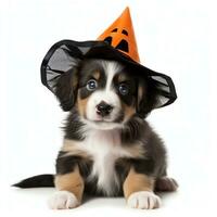 Cute puppy dog wearing halloween hat, isolated on white background,AI Generated photo