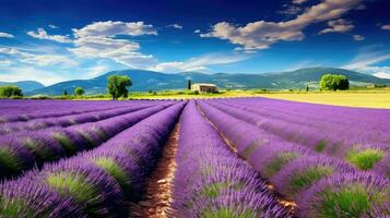 campo provenzal lavanda campos ai generado foto