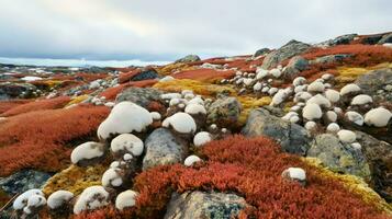 outdoor arctic lichen fields ai generated photo