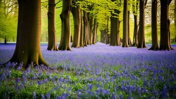 woodland bluebell carpet forest ai generated photo