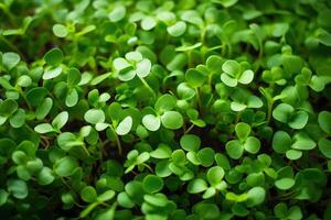 Close-up photo sprouting micro greens. Greenhouse at home. Vegan and healthy eating concept. Sprouted microgreen mustard seeds. AI Generative