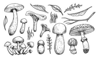 Mushrooms vector set. Hand drawn vector illustration of fungus in black and white colors. Drawing of boletus and fly agaric in line art style. Sketch of forest porcini and champignons group