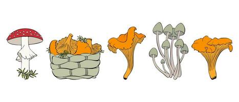 Set sketches with hand drawn mushrooms and basket of chanterelles, fly agaric and chanterelles, isolated, white background. vector