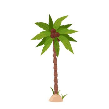 Palm tree with green leaves and coconuts on a white background. vector