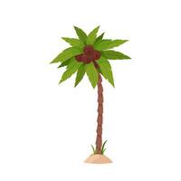 Palm tree with green leaves and coconuts on a white background. vector