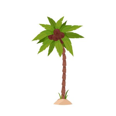 Palm tree with green leaves and coconuts on a white background.