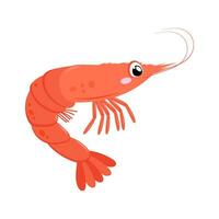 Shrimp. Cute shrimp illustration isolated on white background vector