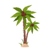 Two palm trees with green leaves and coconuts on a white background. vector