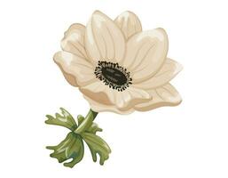 Beautiful cartoon blooming white Anemone flower. Vector isolated Natural plant on a stem with leaves, bud with petals.