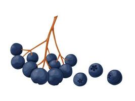 Blue chokeberry berry in cartoon style. Plant food products. vector
