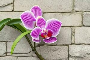 Orchid flower. background. AI Generative Pro Photo
