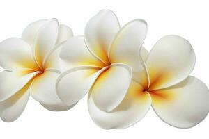 plumeria flower. background. AI Generative Pro Photo