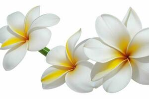 plumeria flower. background. AI Generative Pro Photo