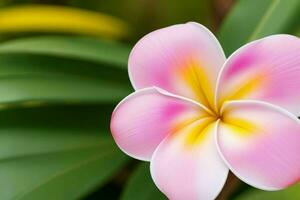 plumeria flower. background. AI Generative Pro Photo