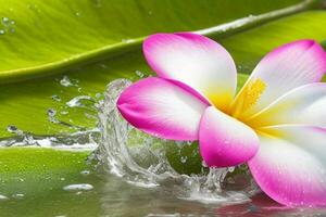 Water splash on Plumeria flower. background. AI Generative Pro Photo