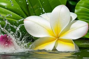 Water splash on Plumeria flower. background. AI Generative Pro Photo