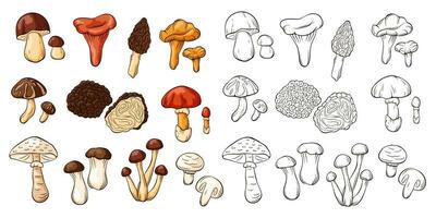 Edible mushrooms collection in line art and cartoon style. Hand drawn food drawings. Forest plants sketches. Perfect for recipe, menu, label, icon, packaging. Vector illustration isolated.