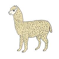 Vector hand drawn sketch colored alpaca