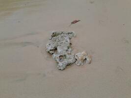 Coral stone on the shore at East Java beach photo