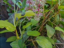 Flower plants in the garden photo