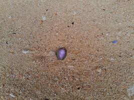 Coral stone on the shore at East Java beach photo