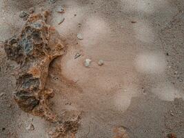 Coral stone on the shore at East Java beach photo
