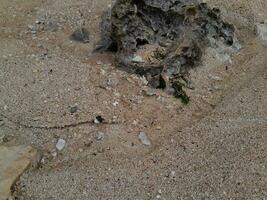 Coral stone on the shore at East Java beach photo