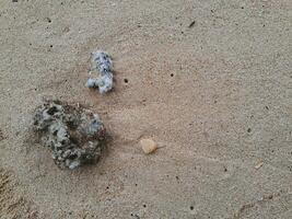 Coral stone on the shore at East Java beach photo