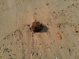 Coral stone on the shore at East Java beach photo