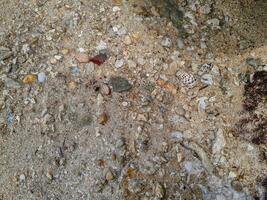 Coral stone on the shore at East Java beach photo